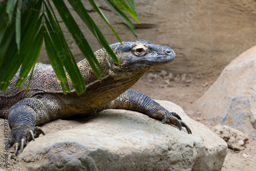 Komodo Dragon at the Denver Zoo