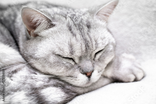 scottish straight cat is sleeping. Close-up of the muzzle of a sleeping cat with closed eyes. Against the backdrop of a light blanket. Favorite pets, cat food. © svetograph