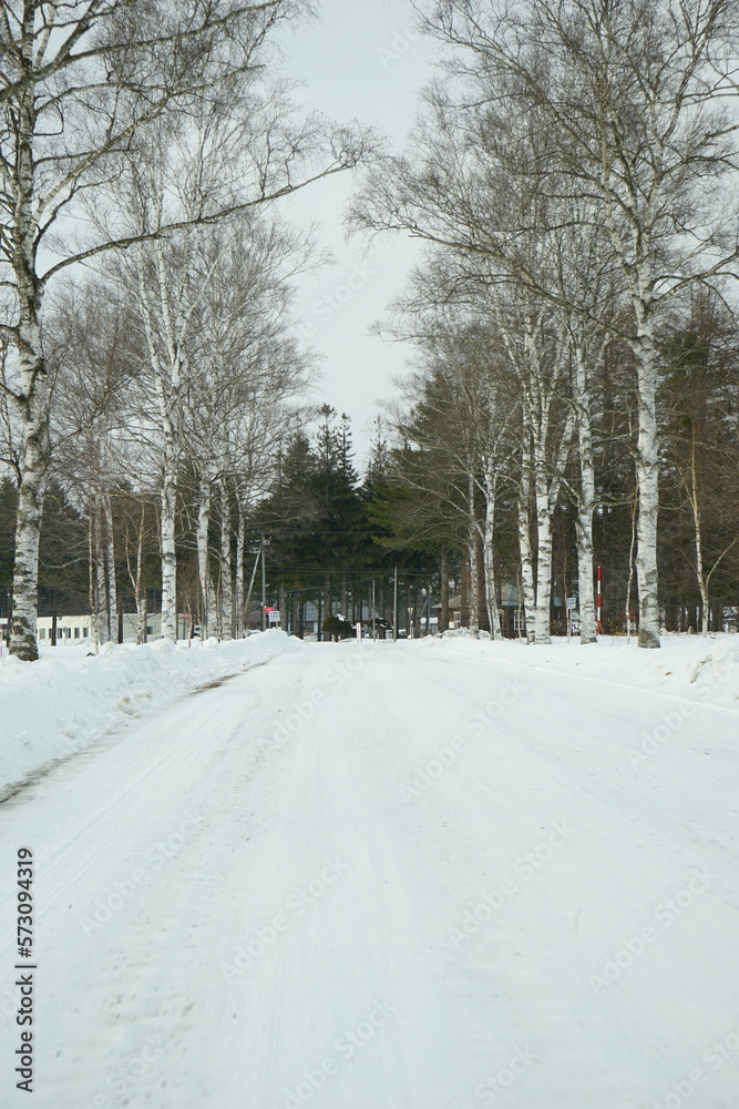 Snow Covered path Surrounded by White Birch Tree in Tokachi, Hokkaido, Japan - 日本 北海道 十勝 白樺並木 雪景色 Snow Covered path Surrounded by White Birch Tree in Tokachi, Hokkaido, Japan - 日本 北海道 十勝 白樺並木 雪景色
