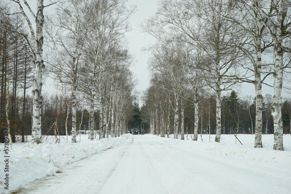 Snow Covered path Surrounded by White Birch Tree in Tokachi, Hokkaido, Japan - 日本 北海道 十勝 白樺並木 雪景色