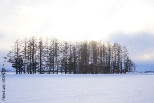 Windbreak Forest or Shelter Belt and Snow Covered in Obihiro, Japan - 日本 北海道 雪景色 防風林  © Eric Akashi