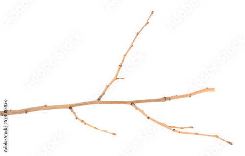 One dry tree twig isolated on white