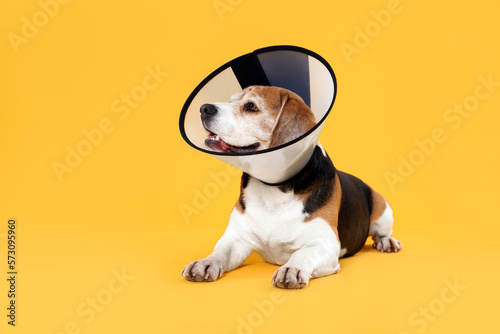 Fotografia Adorable Beagle dog wearing medical plastic collar on orange background