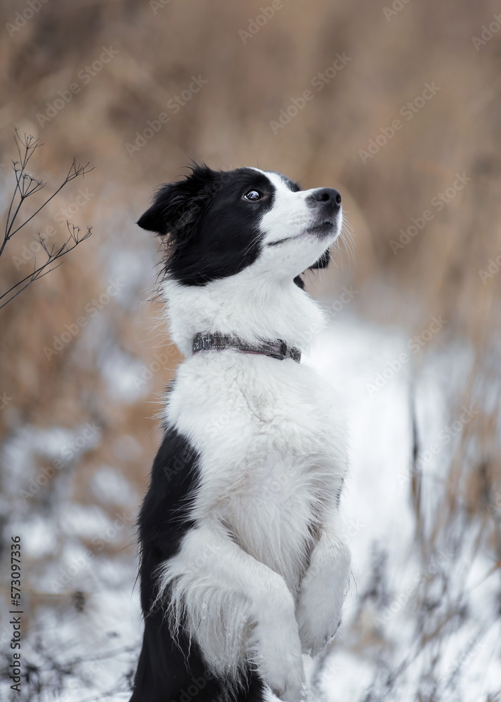Portrait of  female dog of border collie breed begging at winter nature