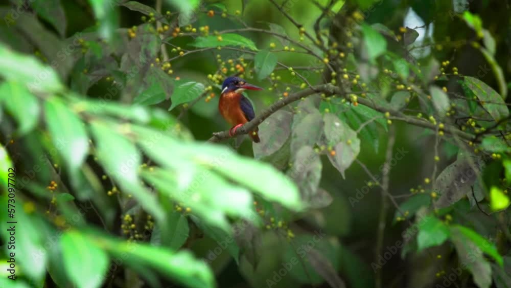 A lone blue eared kingfisher alcedo meninting standby in the middle of tree leaves waiting for food in the river below
A lone blue eared kingfisher alcedo meninting standby in the middle of tree leaves waiting for food in the river below
