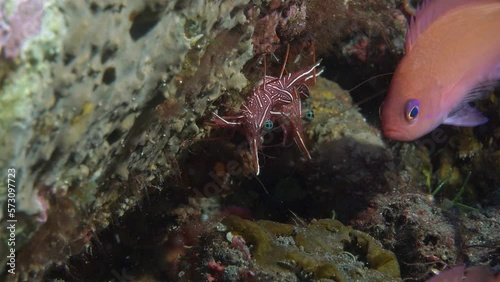 Red shrimp move over the rocks as if dancing.
Durban dancing shrimp (Rhynchocinetes durbanensis) Rhynchocinetidae, Indo-Pacific, 3 cm. ID: unbroken white line between carapace and abdomen. photo