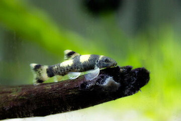Panda garra freshwater fish - Garra flavatra