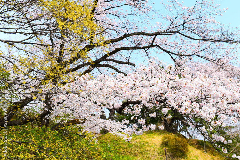 桜