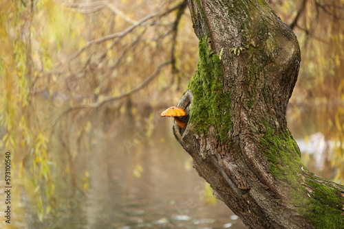 Large single orange mushroom growing out of a tree
