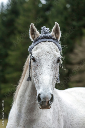 Funny head portrait of a white arabian horse gelding wearing a woolly cap and showing a trick looks like it´s laughing © Annabell Gsödl