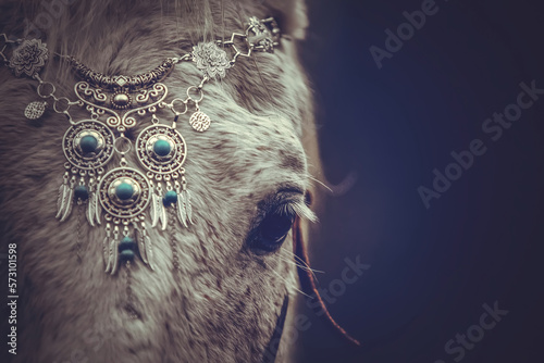 Elegant portrait of a white arabian horse gelding wearing bridled with a bosal and wearing a filigrane jewelry headband