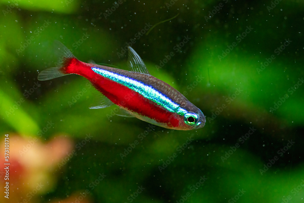 Wild cardinal tetra (Paracheirodon axelrodi) Wild cardinal tetra (Paracheirodon axelrodi)