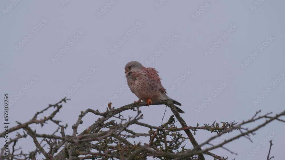 Common kestrel in a tree