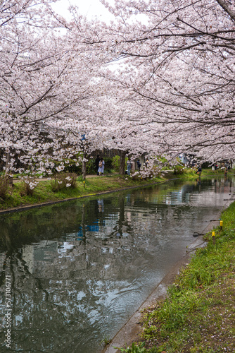 京都府 中書島 伏見十石船の桜と春景色