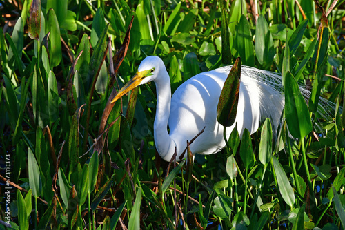 Great Egret - Ardea alba - hunting amidst water plants in Wakodahatchee Wetlands, Florida. photo