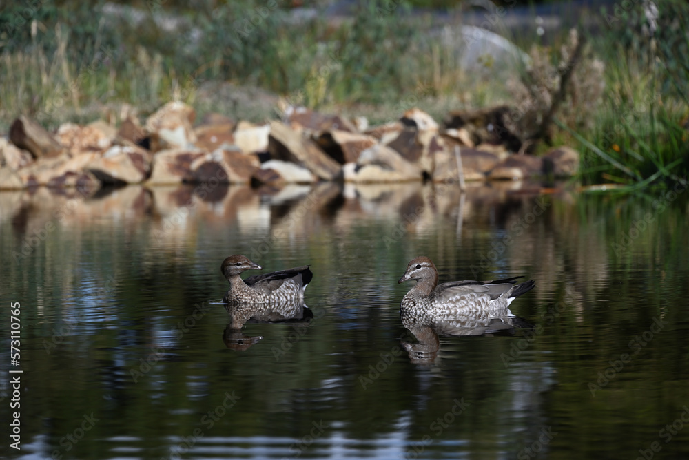Side view of a female Australian wood duck swimming in a lake, as another duck turns towards it Side view of a female Australian wood duck swimming in a lake, as another duck turns towards it