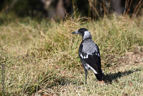 Australian magpie seen from behind as it stands on the ground in a grassy area  with the bird turning its head to the left to look over its shoulder