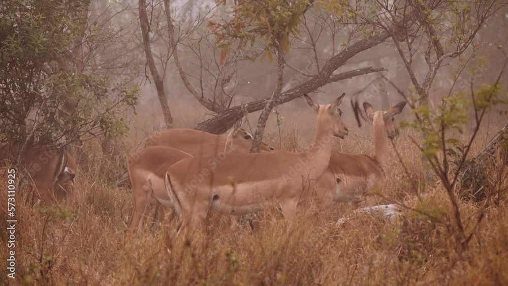 Misty Morning With Antelopes, South Africa Misty Morning With Antelopes, South Africa