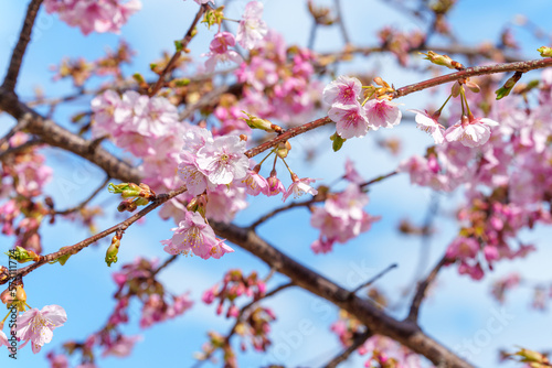 早咲きの河津桜