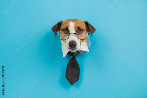Dog jack russell terrier in glasses and a tie sticks out of a hole in a blue background.  © Михаил Решетников