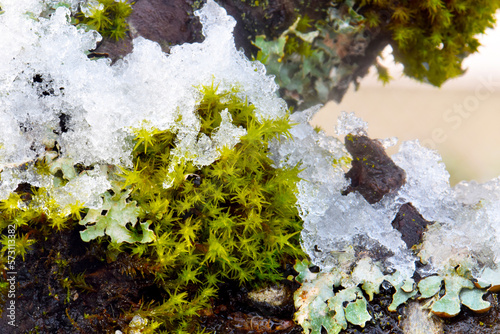 Snow Moss photo