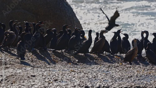 Cape Cormorant Flock At Boulders Beach Coast photo