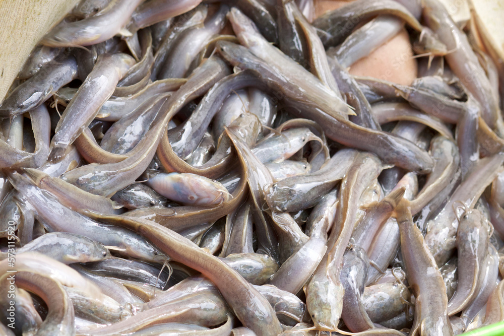 Catfish demand is growing as business growing in the global market. Catfish breeding is one of the popular small and medium enterprises in Indonesia Catfish demand is growing as business growing in the global market. Catfish breeding is one of the popular small and medium enterprises in Indonesia