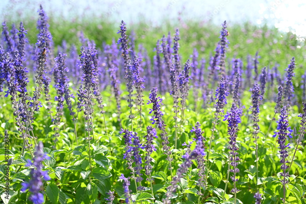 Obraz premium beautiful lavender field, natural background