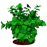 dense leafy plant