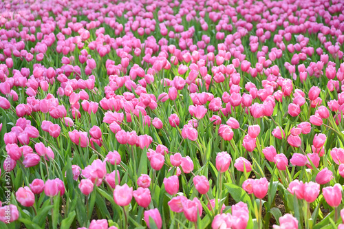 beautiful pink tulip in the garden  natural background