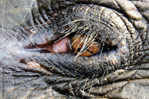 The eye of an elephant in a natural conservational eco park in North Sumatra, Indonesia.