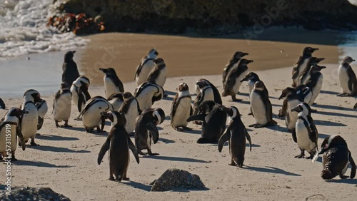 Group Of African Penguins On Boulders Beach