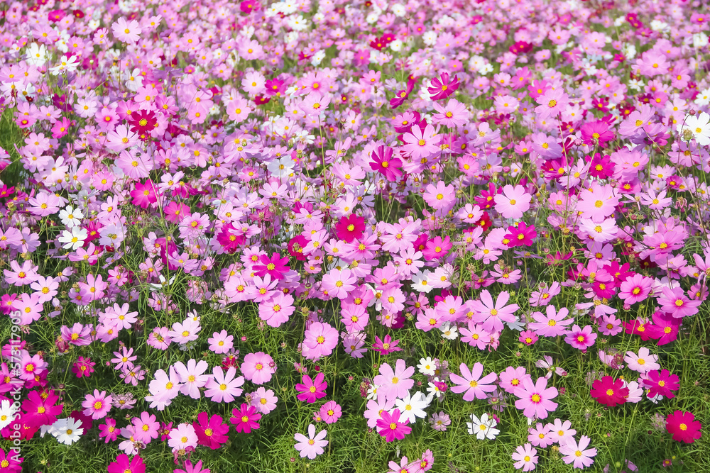 Cosmos bipinnatus (Mexican aster) colorful flowers field blooming in garden background
