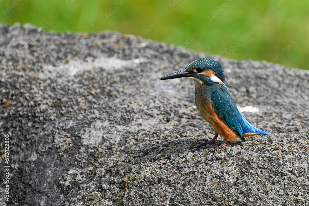 岩にとまってくつろぐカワセミ幼鳥オス 岩にとまってくつろぐカワセミ幼鳥オス