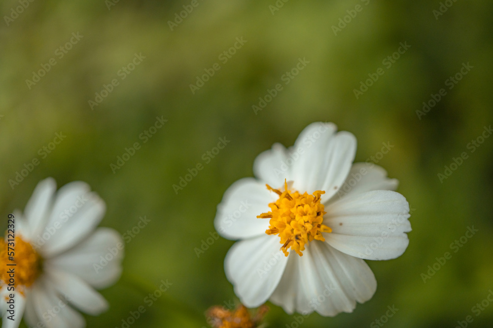 Macro photo of meadow flower white, pink yellow and violet color. The photo is suitable to use for nature flower background, poster and advertising. Macro photo of meadow flower white, pink yellow and violet color. The photo is suitable to use for nature flower background, poster and advertising.