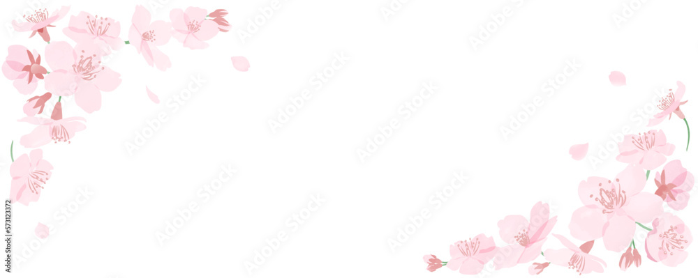 水彩風の桜の花と花びらのフレーム　白背景