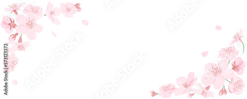 水彩風の桜の花と花びらのフレーム 白背景