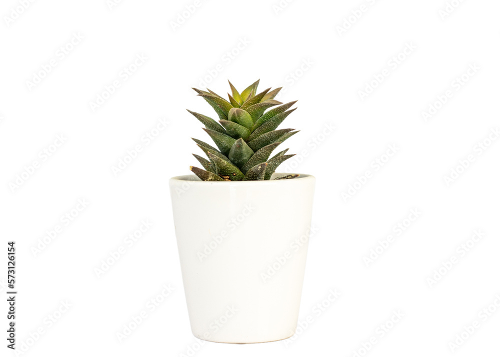 Haworthia astroloba in a white ceramic pot