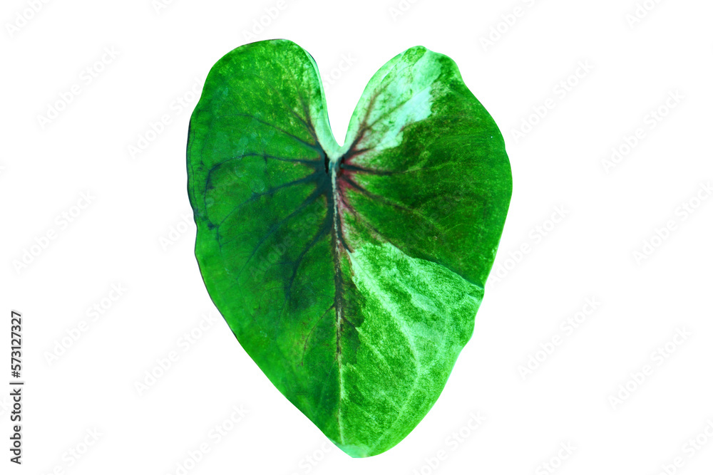 Fototapeta premium beautiful Caladium bicolor leaves