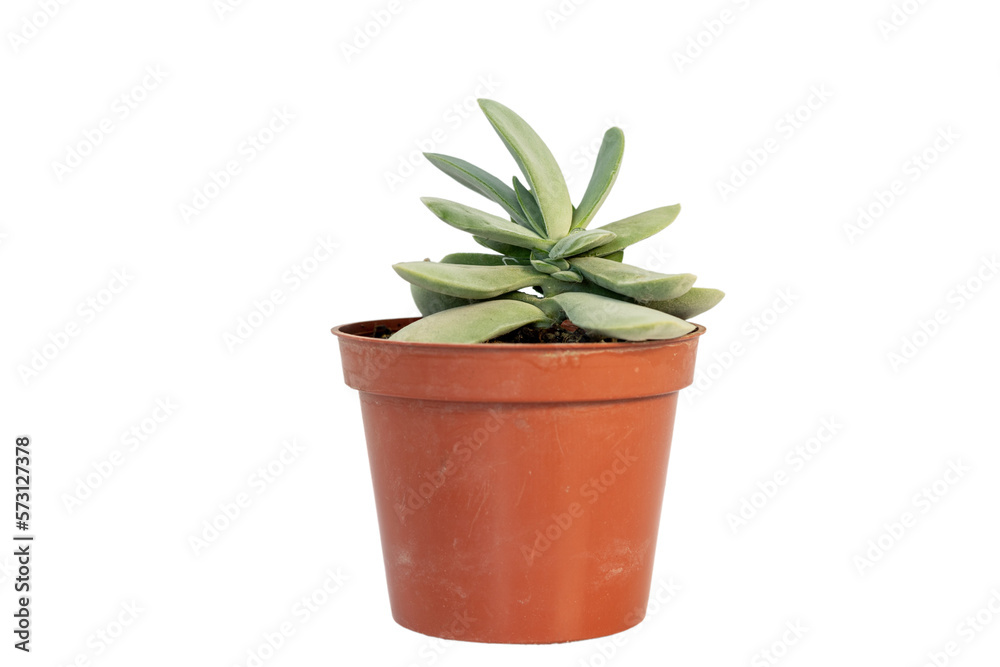 Crassula morgan succulents in red plastic Crassula morgan succulents in red plastic