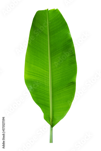 green banana leaves for food wrapping