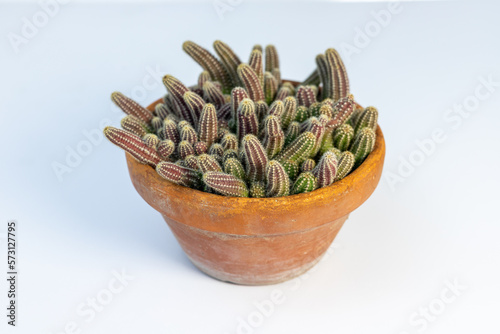 Echinopsis chamaecereus peanut cactus in clay pot on white background photo