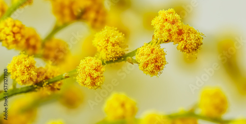 Sprigs of mimosa on a white background. Spring concept © OLAYOLA