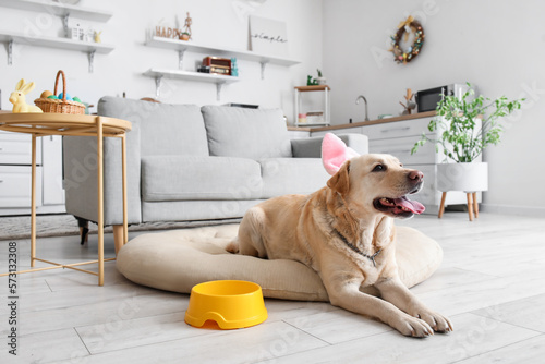 Cute Labrador dog with bunny ears in kitchen. Easter celebration