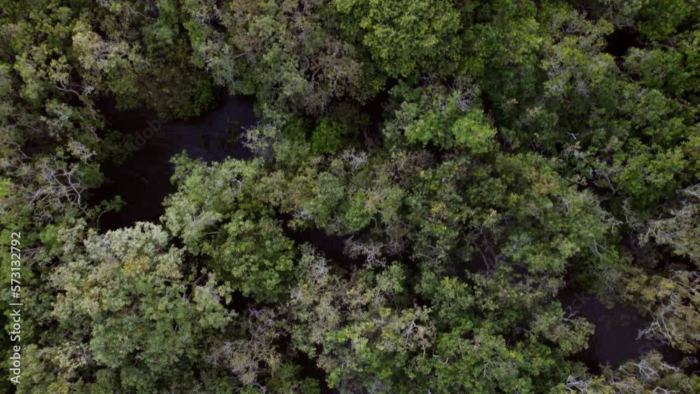 Drone Over Dense Forest To River In Cambodia Drone Over Dense Forest To River In Cambodia