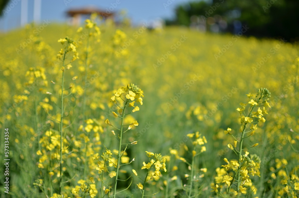 a canola flower garden hill a canola flower garden hill
