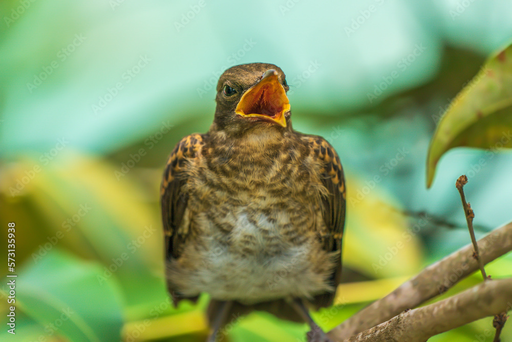 A wild bird singing for a mate in the Amazon rainforest (Fawnbreasted