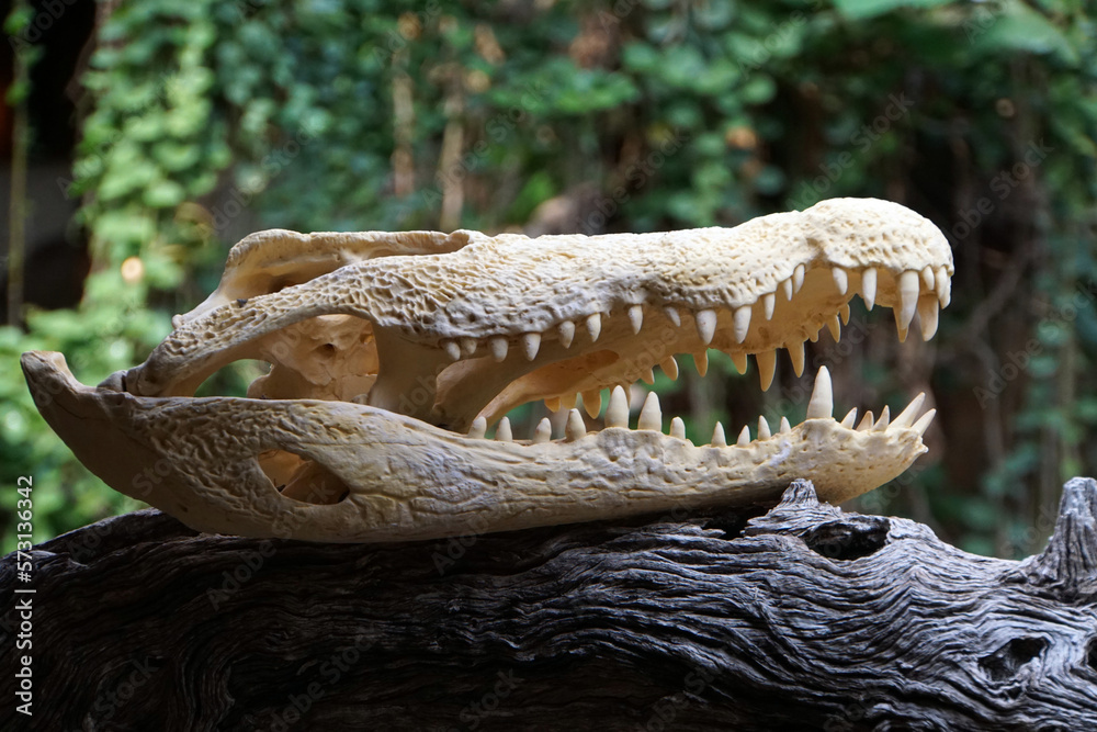 close-up of a crocodile skull close-up of a crocodile skull