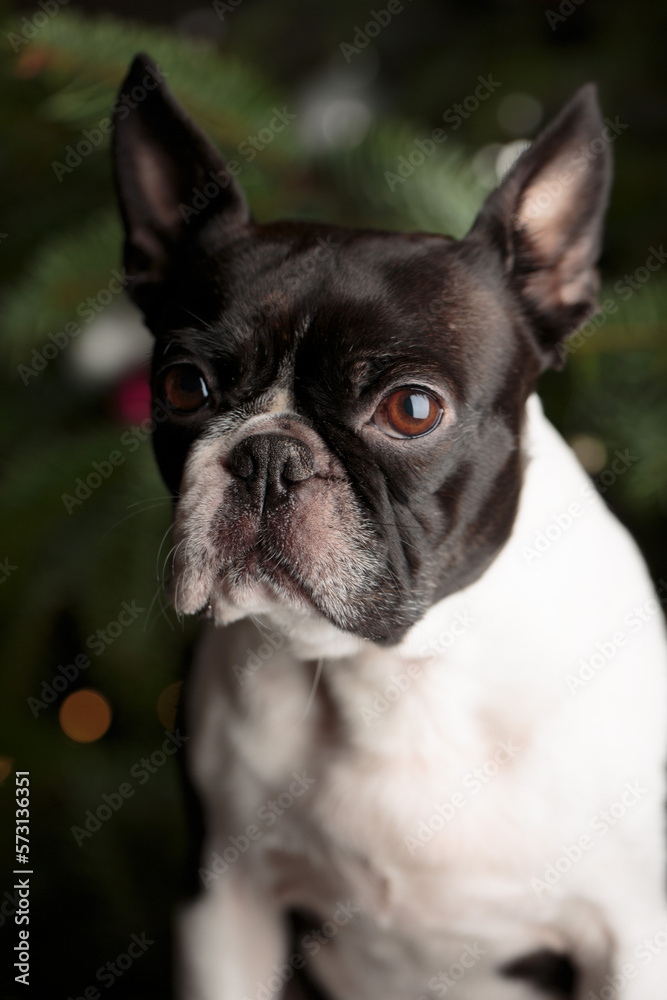 Boston Terrier Portrait with Christmas Tree