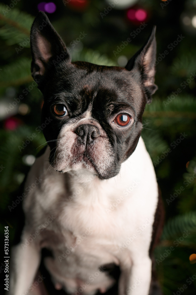 Boston Terrier Portrait with Christmas Tree